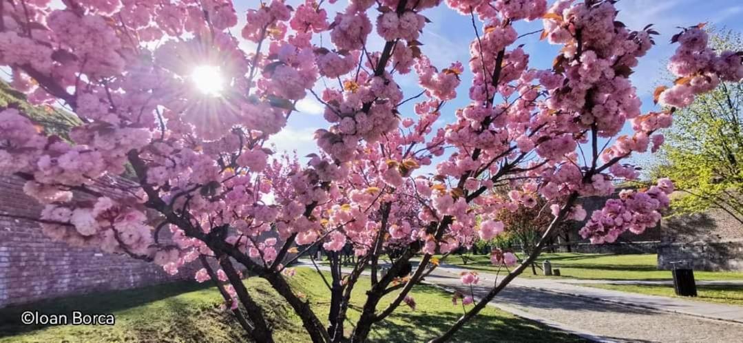 Boulevard Flat Alba Iulia Dış mekan fotoğraf
